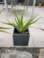 Pflanze Aloe Vera zu verkaufen Stuttgart - Mühlhausen Vorschau