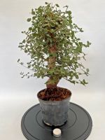 Bonsai Pre Bonsai Korkeiche Rheinland-Pfalz - Böhl-Iggelheim Vorschau