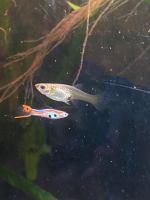 Guppy siehe Fotos Schleswig-Holstein - Kaltenkirchen Vorschau