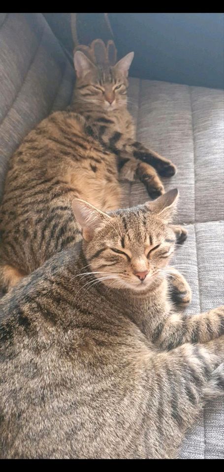 Katze Bella vermisst in Lengenwang