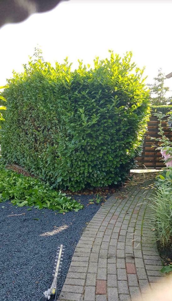 Gartenarbeit Gärtner Hecke schneiden Fläche  roden in Goch