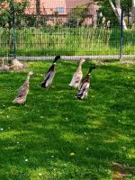 Laufentenküken Laufenten Niedersachsen - Norden Vorschau