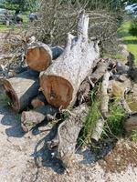 Brennholz/Kaminholz Nordrhein-Westfalen - Hamminkeln Vorschau