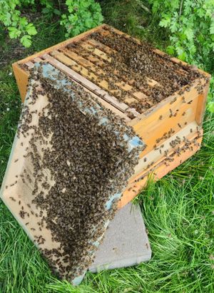 Bienenschwarm / Bienen einfangen in Dietingen