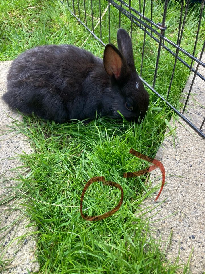 Hasen aus Freilandhaltung, Hase, Kaninchen in Greiz