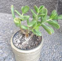 Crassula argentea cv Hobbit Baden-Württemberg - Rheinstetten Vorschau