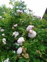 Historische "Alte Rosen", Rose de Resht, Rosa sancta, Duchesse de Hessen - Mittenaar Vorschau