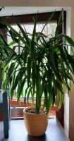 Yucca Palme Inklusive Topf Nordrhein-Westfalen - Detmold Vorschau