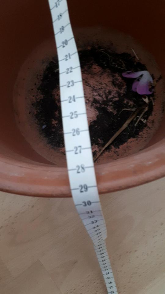 Terrakotta Topf Kübel groß Tontopf Blumentopf Pflanzkübel in Reinbek