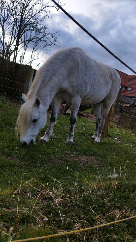 Die beiden suchen ein neues liebesvolle zu Hause in Bismark (Altmark)