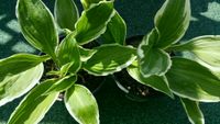 Stauden Pflanzen Hosta - Funkien  - Herzblattlilien Blattschmuck Hessen - Hünfeld Vorschau