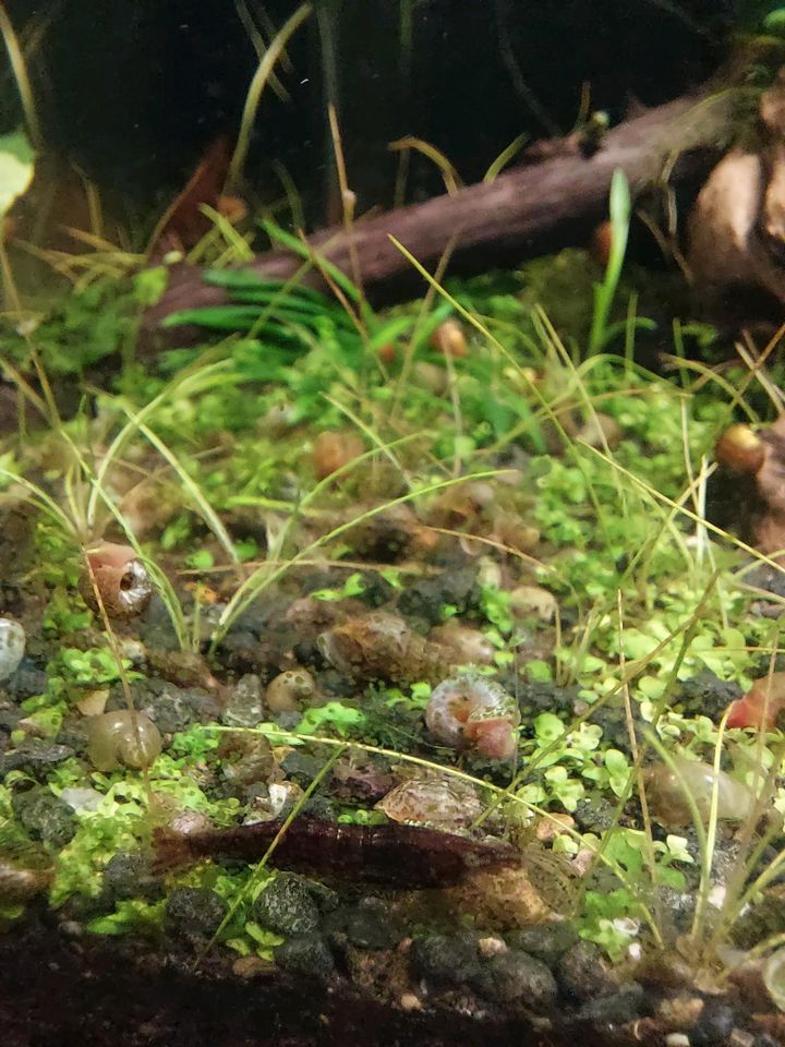 Garnelen Neocaridina Mix in Marl