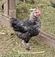 Marans x araucana ( olivleger) Hahn Niedersachsen - Liebenau Vorschau