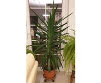 Schöne große Palme Yucca-Palme Drachenbaum ca. 1,70 m hoch Hessen - Hofheim am Taunus Vorschau
