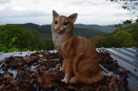 Deko Kater Farbe Rot Lebensechte Katze Rheinland-Pfalz - Waldbreitbach Vorschau