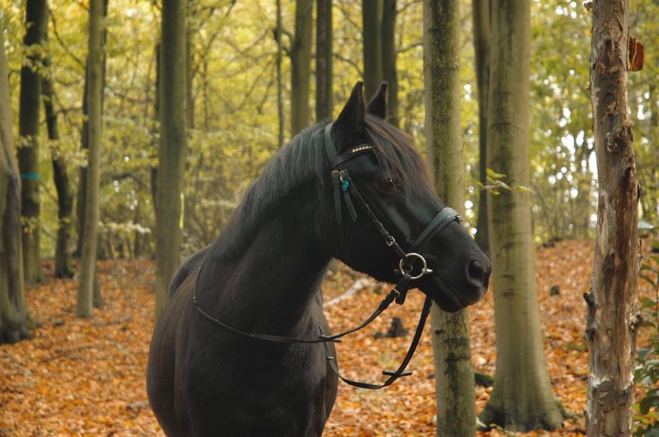 Wunderschöner  Wallach * Pony * in Düsseldorf