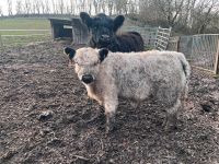 White Galloway Bulle Hessen - Volkmarsen Vorschau