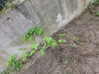 Hibiskusableger, Jasminableger, Jostabeere, Himbeerableger Hessen - Rödermark Vorschau