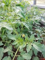 Endspurt!!!Tomatenpflanzen ca. 40cm je 1,25Euro Ludwigslust - Landkreis - Neu Gülze Vorschau