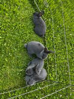 Blaue Wiener / Hasen / Kaninchen Hessen - Kalbach Vorschau