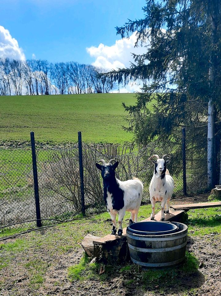 2 Ziegenmädels suchen schlachtfreies zu Hause in Dahlem