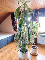 pflanze Palme Bayern - Nittenau Vorschau