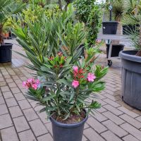 Oleander Nerium Oleander 3-farbig 70-80cm rote, rosa weiße Blüte Nordrhein-Westfalen - Oberhausen Vorschau