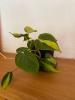 Philodendron scandens brasil | Ableger Zimmerpflanze Sachsen - Radeberg Vorschau