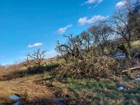 Baumfällung Baumpflege Obstbaum Pflege Häckseln Nordrhein-Westfalen - Schieder-Schwalenberg Vorschau