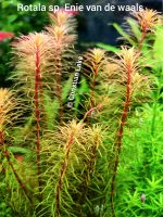 ⭐☘️❗Rarität❗Rotala sp. Enie van de waals Aquariumpflanzen Niedersachsen - Meppen Vorschau