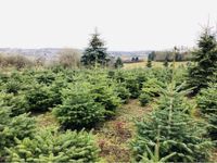 Weihnachtsbäume Nordmannstannen Blaufichten Nordmanntanne tannenb Saarland - Illingen Vorschau