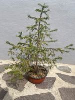 Pre Bonsai Fichte Bayern - Viereth-Trunstadt Vorschau