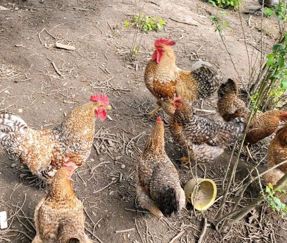 Bielefelder Kennhuhn in Heinsberg