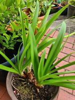 Agapanthus, blau blühend Nordrhein-Westfalen - Rheda-Wiedenbrück Vorschau