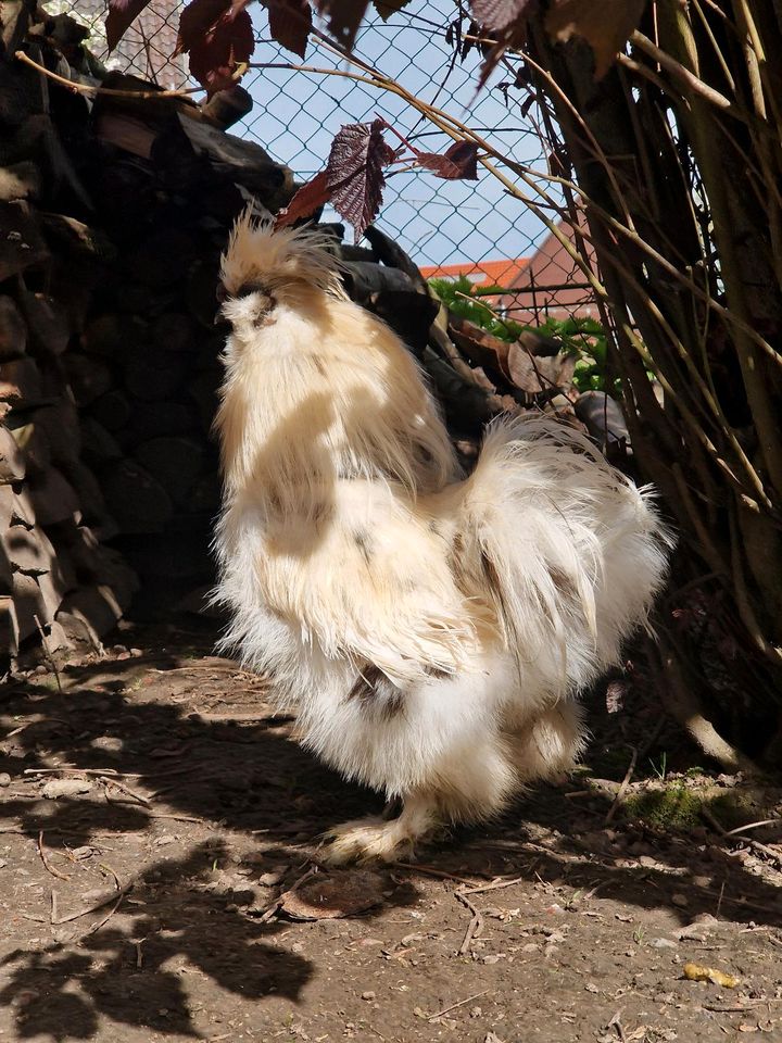 Seidenhuhn Hahn abzugeben in Kalefeld