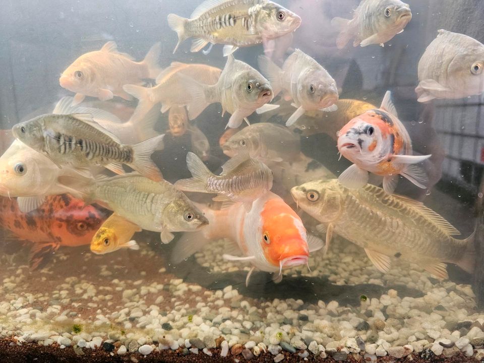 Japan KOI Nachwuchs Aufzucht Karpfen Beautys Showa Shusui Chagoi in Rodenbach b. Altenkirchen, Westerwald