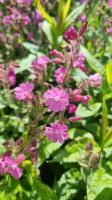 Samen Rote Lichtnelke, Rotes Leimkraut (Silene dioica) Baden-Württemberg - Horgenzell Vorschau