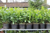 kirschlorbeer caucasica 20-30cm lorbeerhecke heckenpflanze hecke Lingen (Ems) - Wachendorf Vorschau