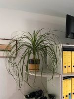 Büropflanze zu verschenken Nordrhein-Westfalen - Paderborn Vorschau