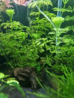 Aquarium Pflanzen Wasserpflanzen Schwimmpflanzen Nordrhein-Westfalen - Reichshof Vorschau