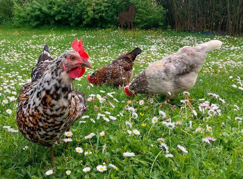 Schwedisches Blumenhuhn Eier in Haßloch