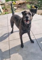 Scotty ein toller Familienhund Nordrhein-Westfalen - Wesel Vorschau