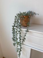 Kunstpflanze Eukalyptus mit Übertopf Hannover - Döhren-Wülfel Vorschau