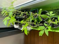 Gemüse Pflanzen Tomate  Bio Garten Balkon Niedersachsen - Braunschweig Vorschau