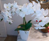 Orchidee Kunstblume Gross Dortmund - Eving Vorschau