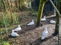 Enten, Warzenenten, Flugenten abzugeben Nordrhein-Westfalen - Stemwede Vorschau