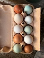 Eier von glücklichen Freiland Hühnern Bayern - Andechs Vorschau