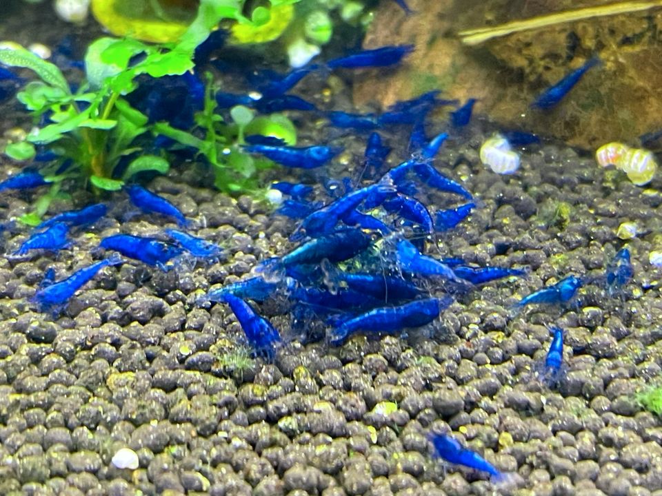 10 Stk. Blue Dream Zwerggarnelen Neocaridina Top Qualität in Essen