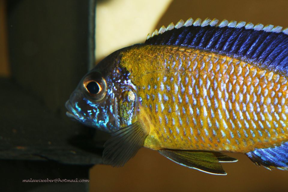 Zuchtgruppe Otopharynx tetrastigma, Malawi Buntbarsch in Taura