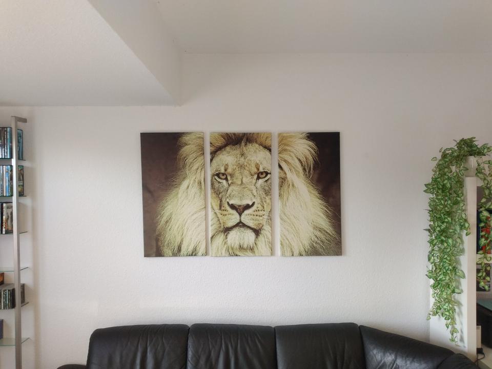 Wandbild Löwe Löwenkopf Leinwand dreiteilig Triptychon in Lilienthal